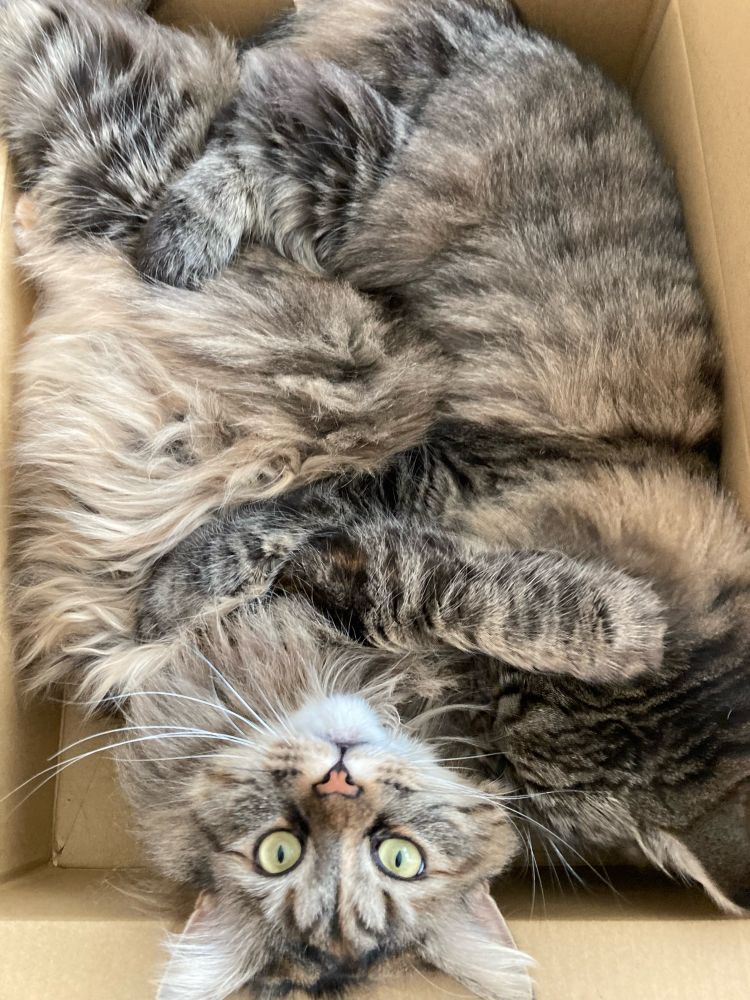 猫と猫が抱き合っている写真