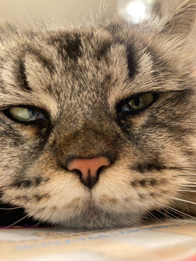 眠たそうな猫の顔写真