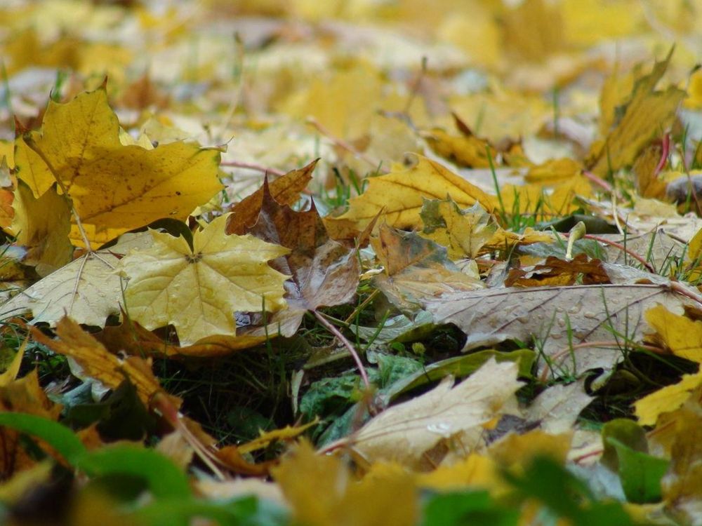 Stop Raking Leaves, the Carbon Sink in Your Yard Needs Help