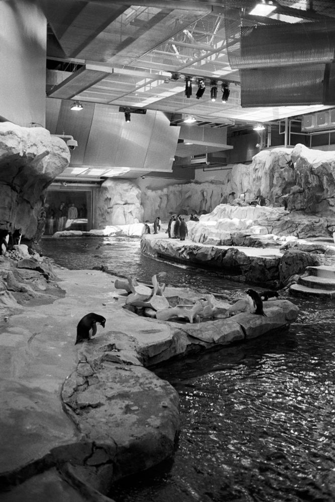 Black and white photo of a penguin enclosure with penguins standing on artificial ice cliffs surrounding a winding body of water 