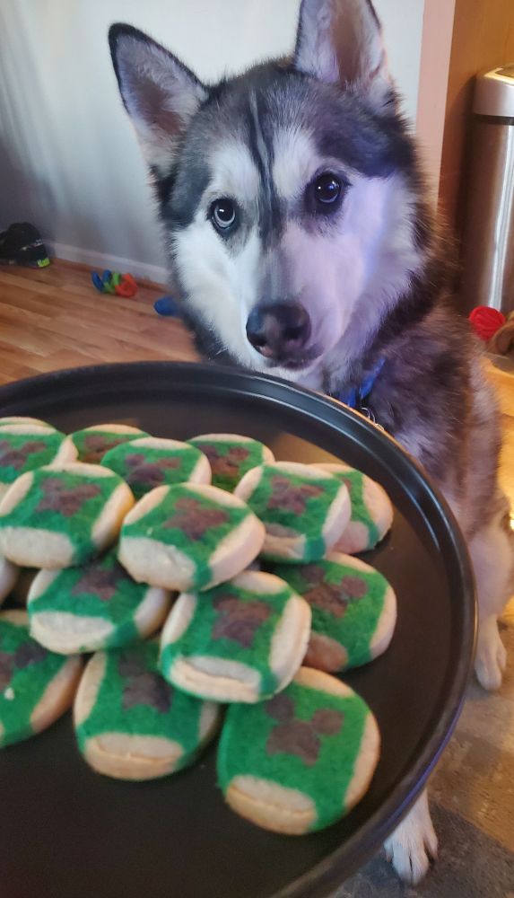 Loki the siberian husky and minecraft creeper cookies