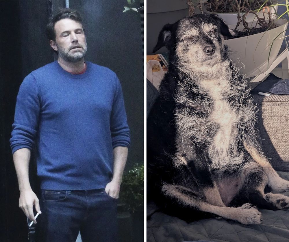 A two pane image: Left, the Ben Affleck meme picture where he is pictured looking tired and emotional outside a door in London while smoking a cigarette. On the right, Hope the dog, looking tired and emotional while sitting weirdly on a sofa.