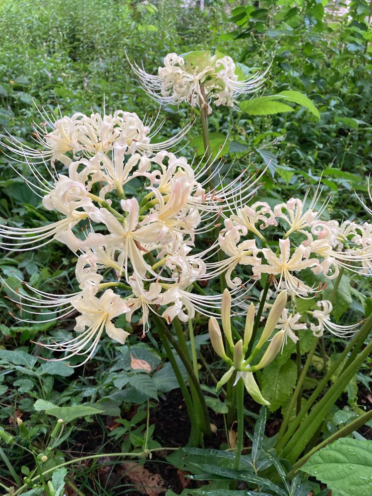 白いヒガンバナ