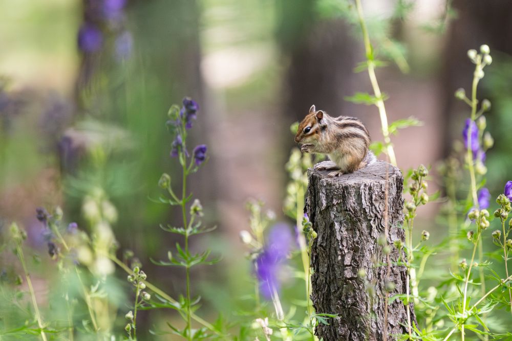 Siberian chipmunk sitting on a tree trunk