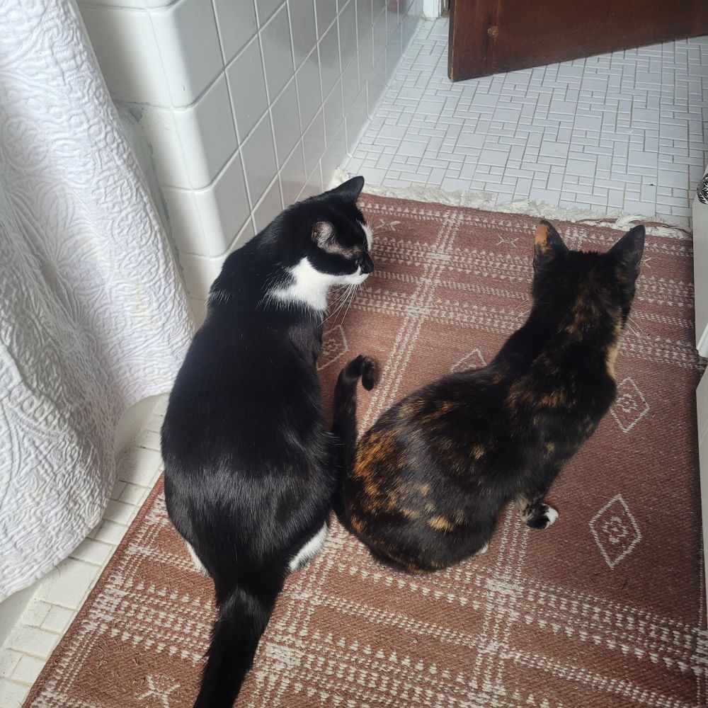 Two cats(tuxedo & calico)on a mat (brownish orange with white patterns) in a white tiled bathroom.