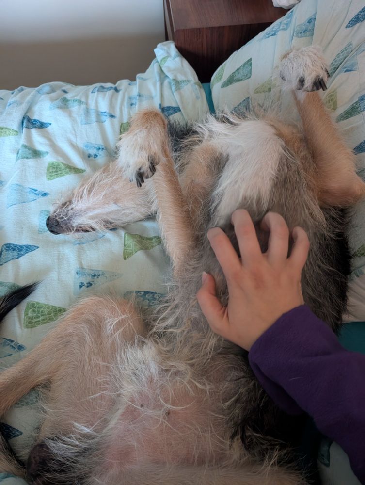 An upsidedown lurcher on a bed being petted.