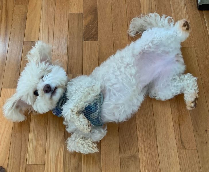 A different cute dog