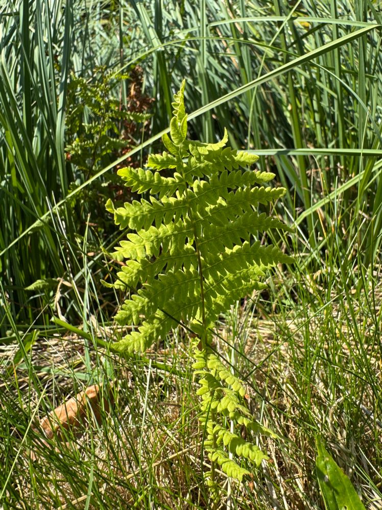 Moerasvaren (Thelypteris palustris)