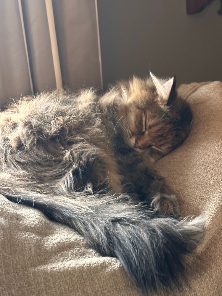 The same fluffy tabby cat laying right-side-up. 