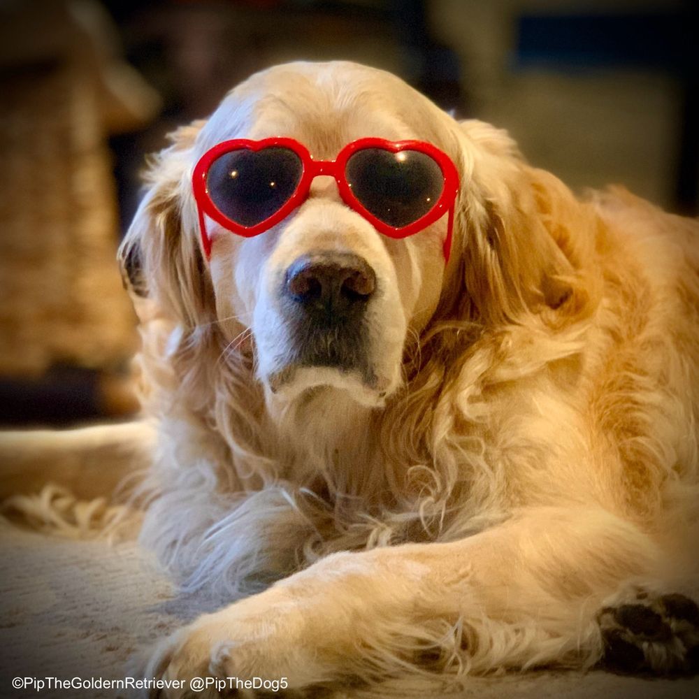 Pip the Golden Retriever is lying on the living room carpet facing right to left, but with his head raised and looking at you. He has a serious - but friendly - expression on his face. He is wearing sunglasses with heart-shaped red frames. He looks well groomed and fluffy, with his golden fur shining in the Valentine’s Day morning sunshine.