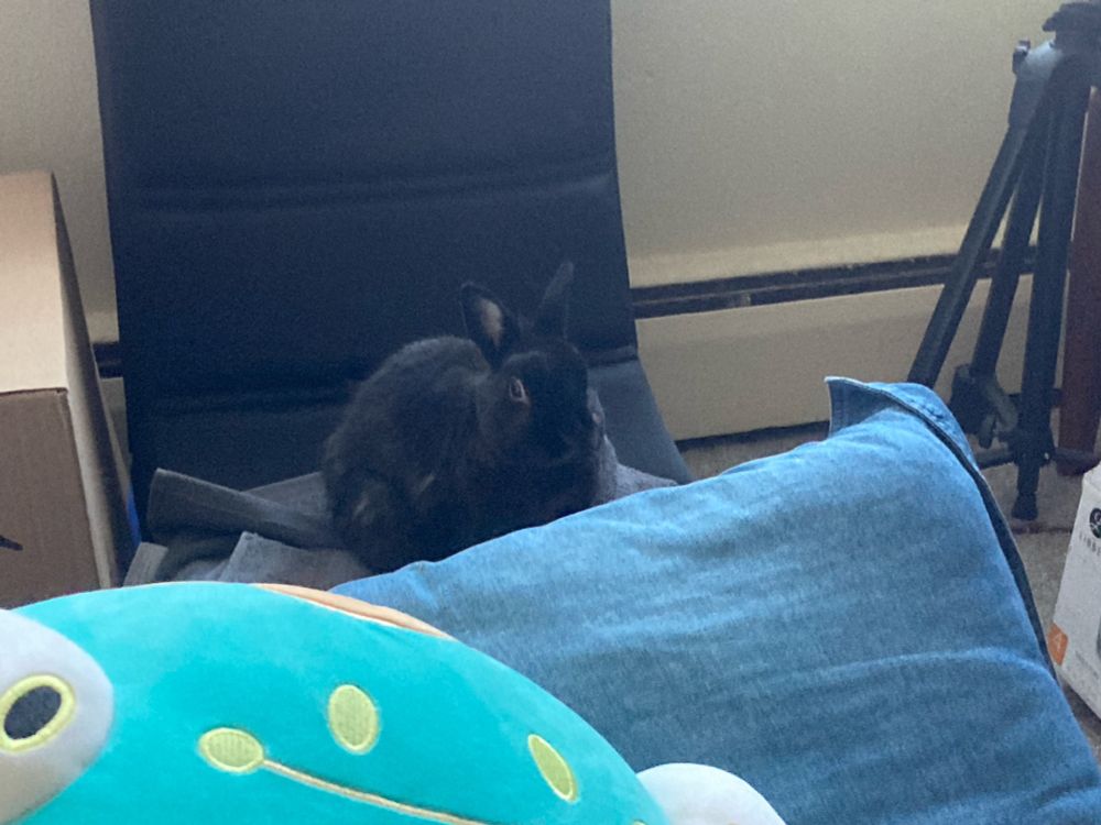 A black rabbit sitting on a floor level chair looking unbothered. A bellibolt squishmallow photobombs one of the corners of the photo.