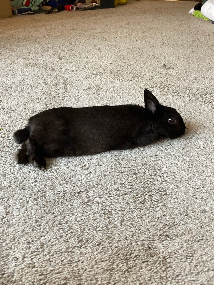 A black bunny stretched out in comfort with her head resting on the ground. Where are her front paws? A mystery.
