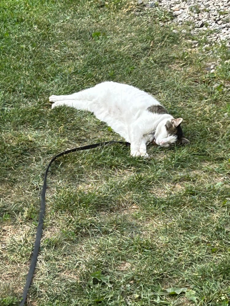 Cat sunbathing 