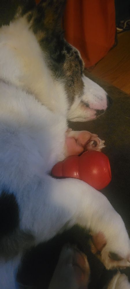 Sleeping Cardigan Welsh Corgi and a Kong dog toy.