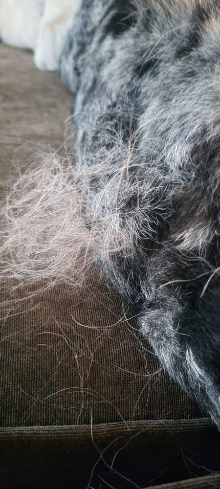 A pile of fur next to a corgi. 