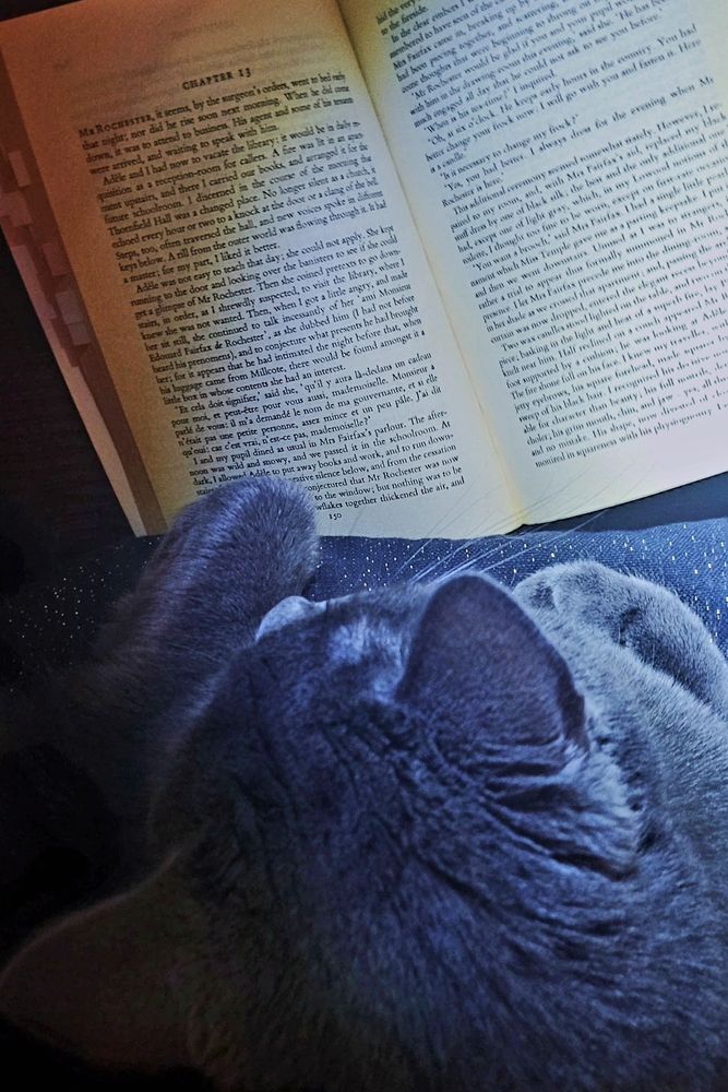 Grey cat laying on a pillow facing an open paperback of Jane Eyre by Charlotte Brontë