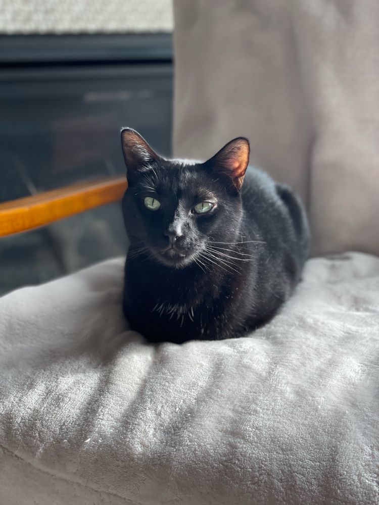 Black cat sitting on a light gray blanket. 