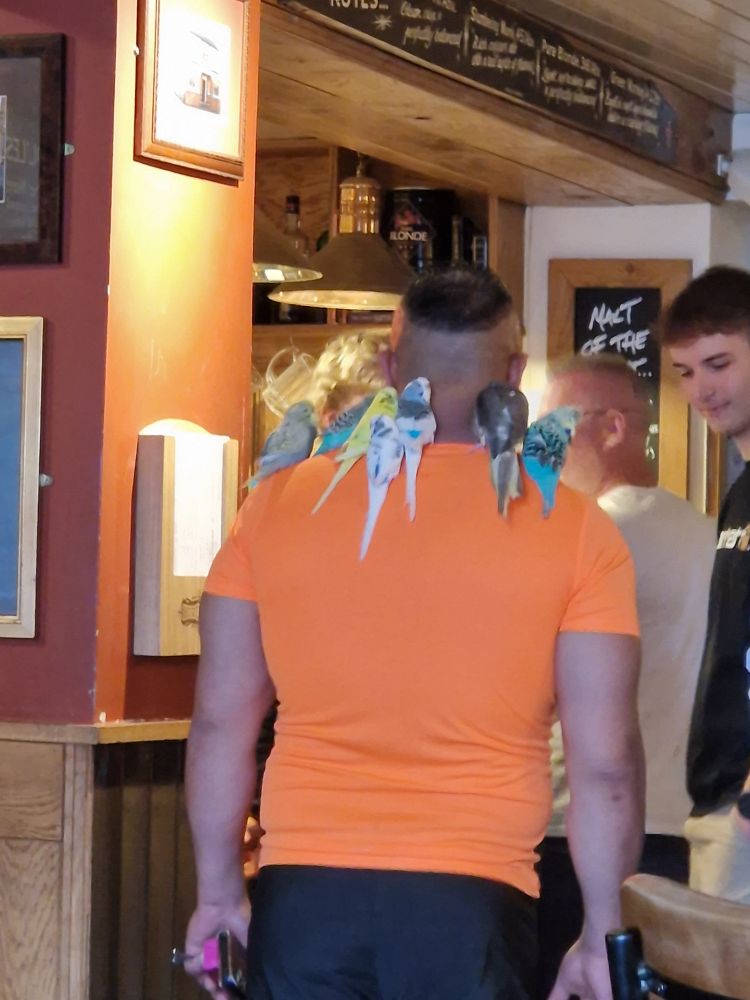 Man n 7 budgies