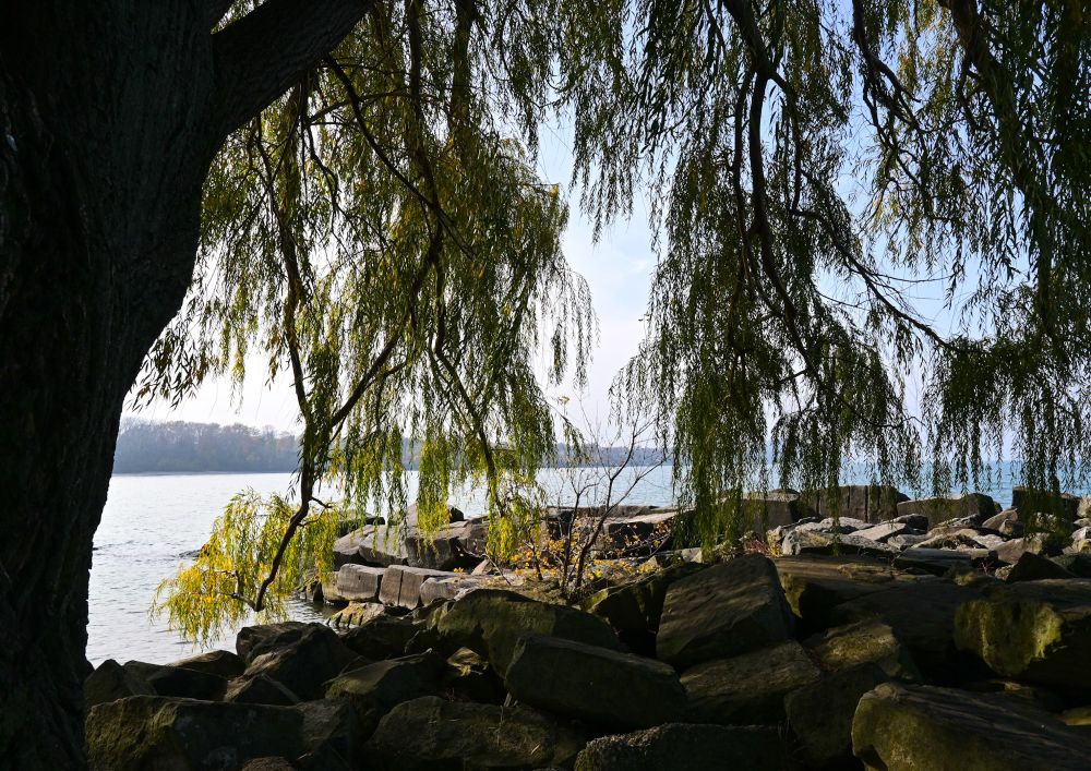 Willow tree overhangs rocks along the shore of a Great Lake with the horizon in the background