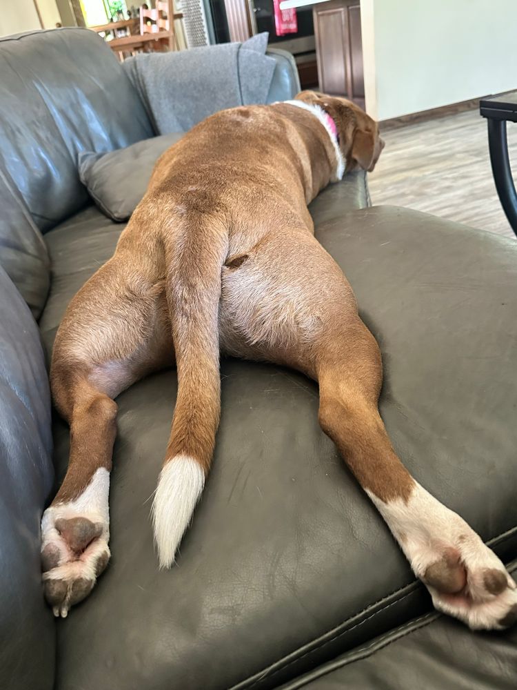 pit bull dog splooting