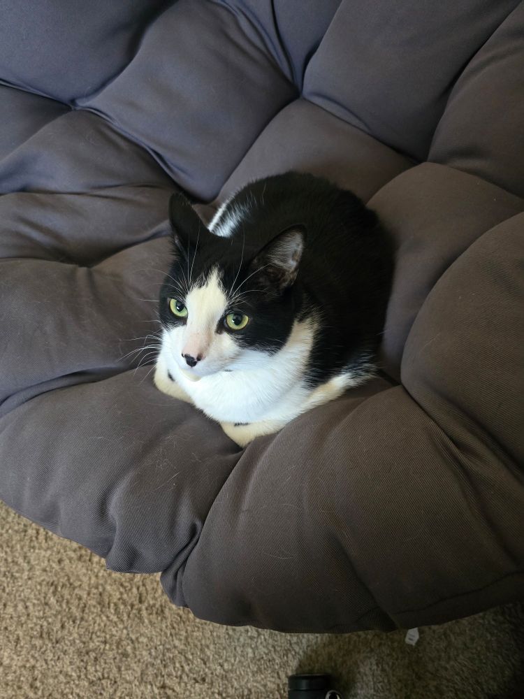 Black and white cat curled up and looking at the viewer with green eyes. He looks relaxed and a little mischievous. 