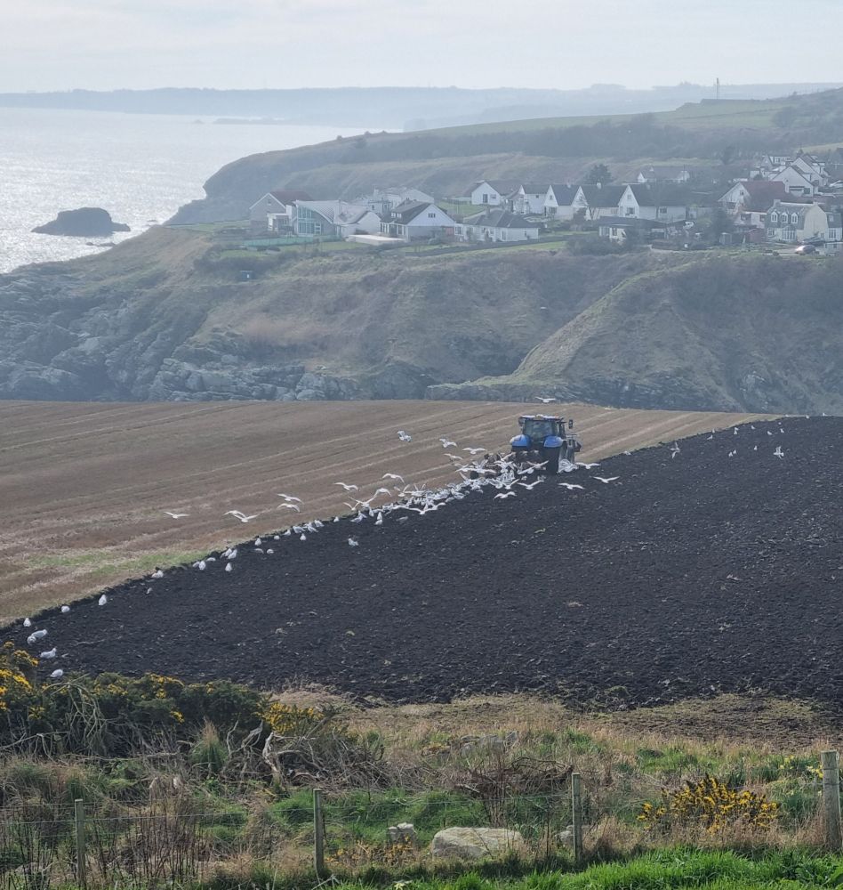 A blue tractor ploughs a field and is followed by a flock of white seagulls. In the distance, there are some houses on a hillside, and to the left is the North Sea, sparkling in the sunshine.