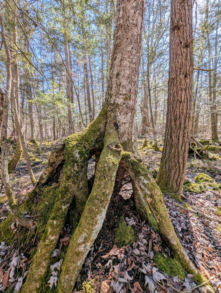 long mossy roots that grew around a now-rotted stump where the birch germinated
