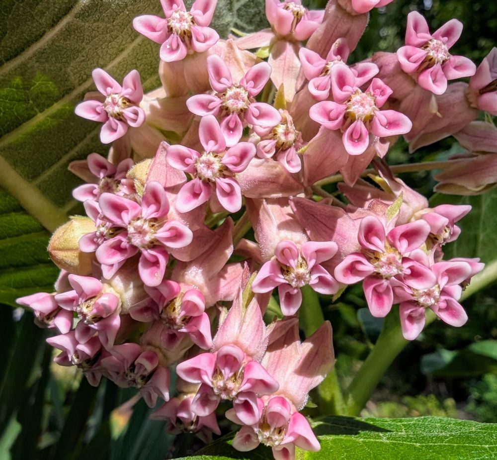 Milkweed flowers
