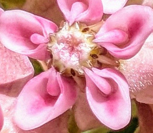 Milkweed flowers close up