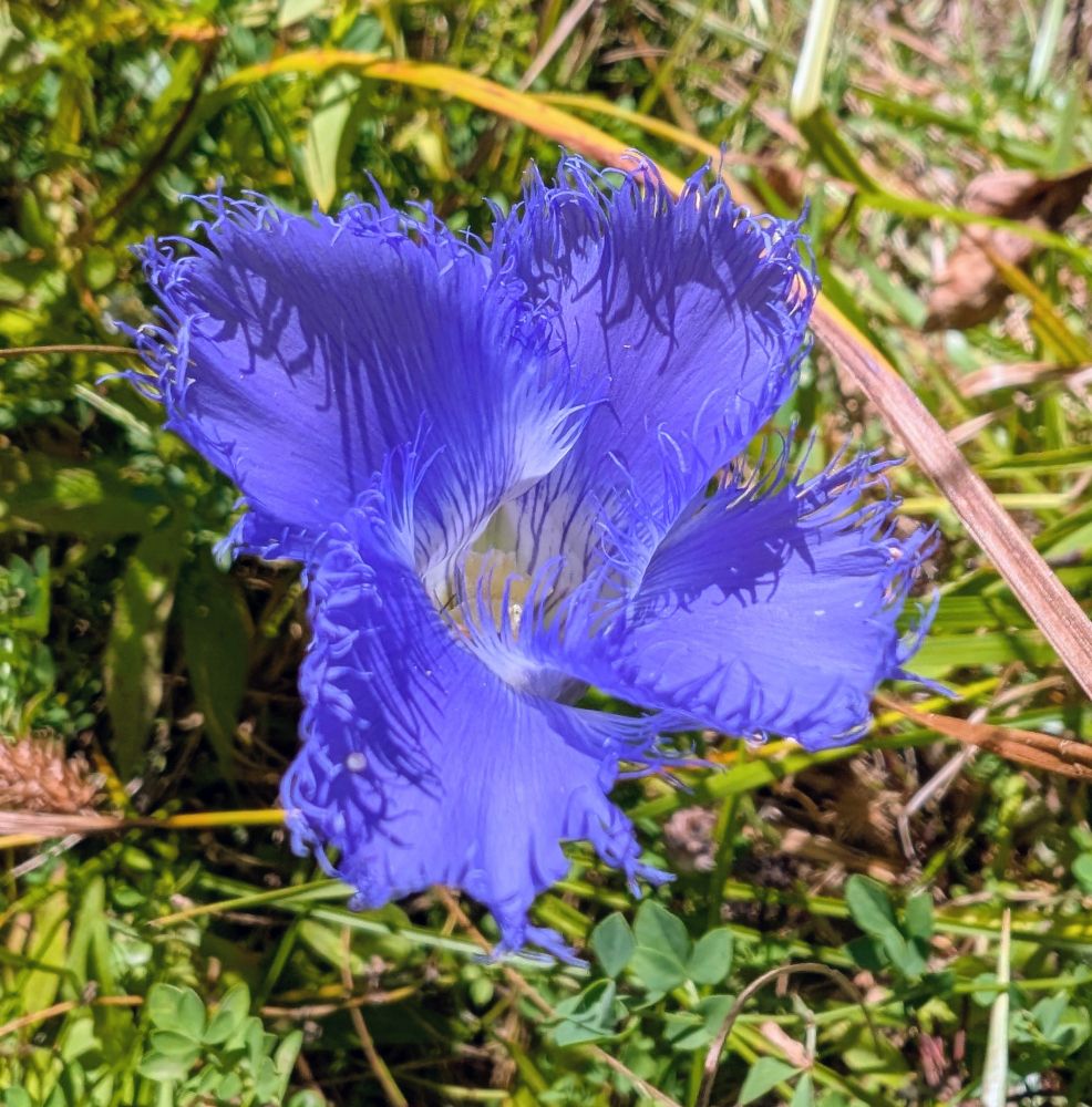 Bluish purple flower of the grater fringed gentian