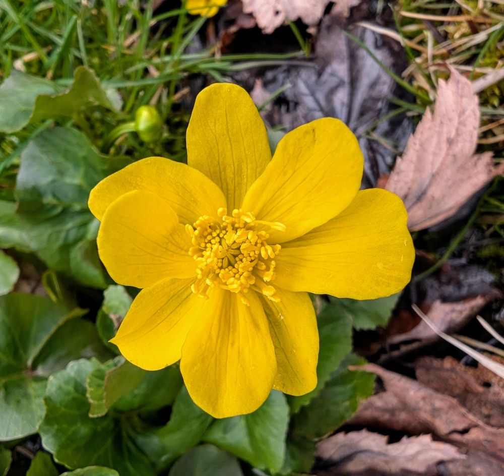 Yellow buttercup flower with eight petals and a dense cluster of anthers in the middle