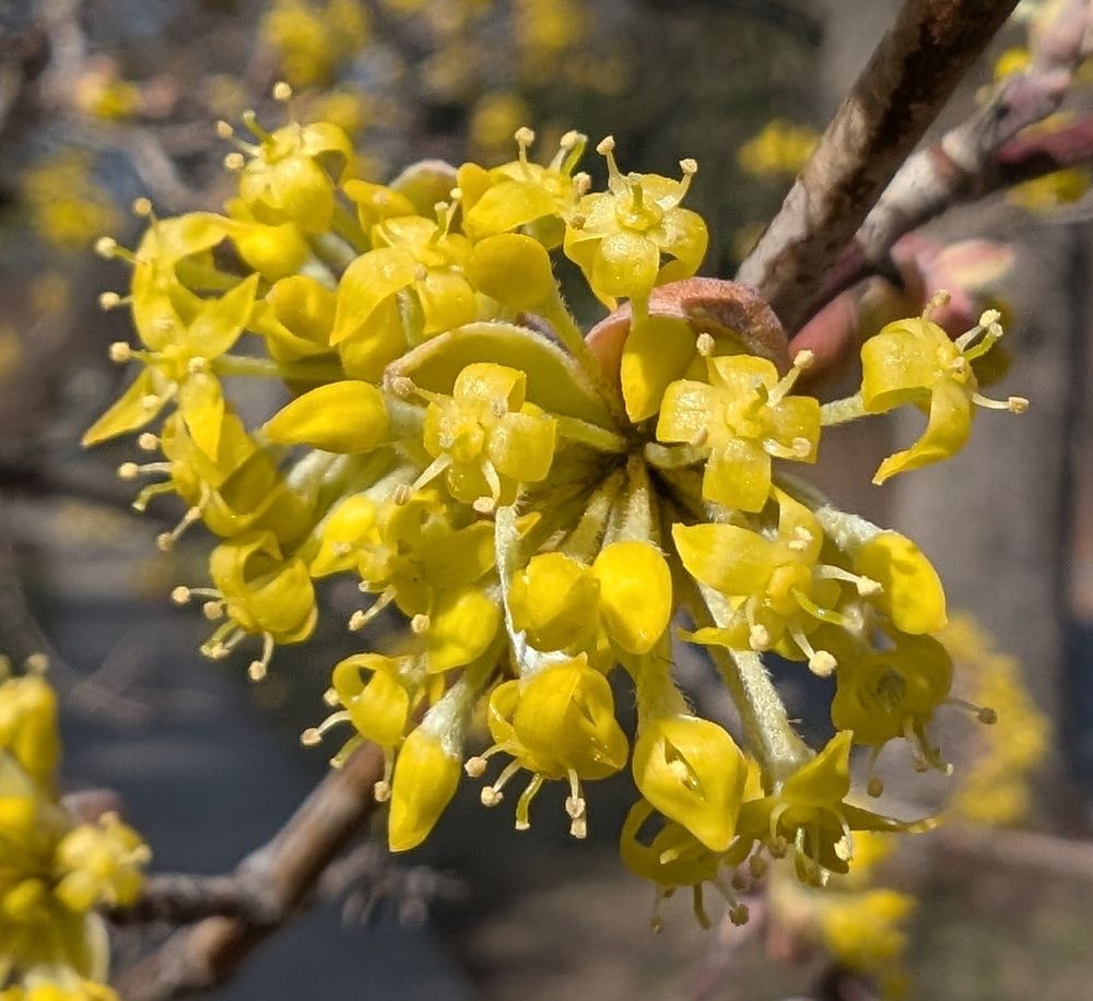 A cluster of small yellow flowers with white anthers on stalks