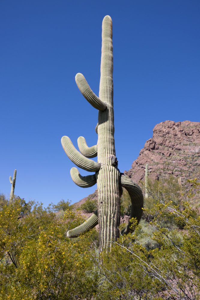 Tall saguaro cactus