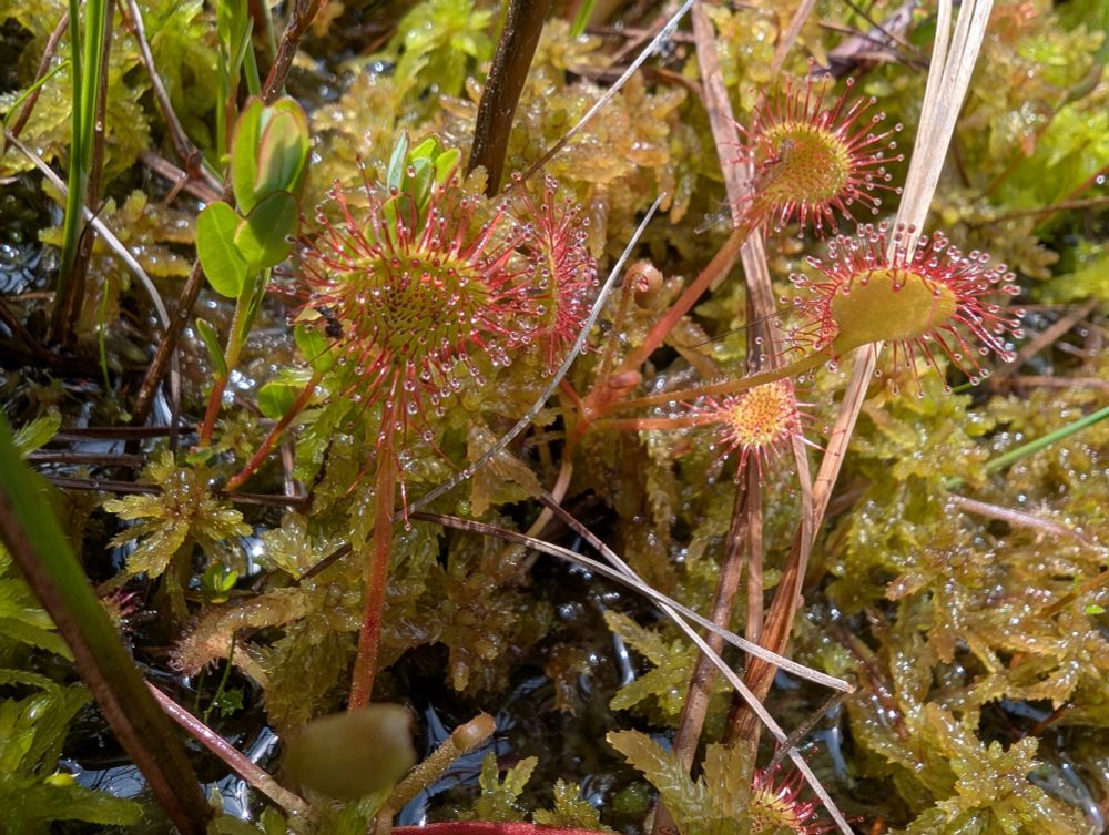 Sticky sundews that trap insects