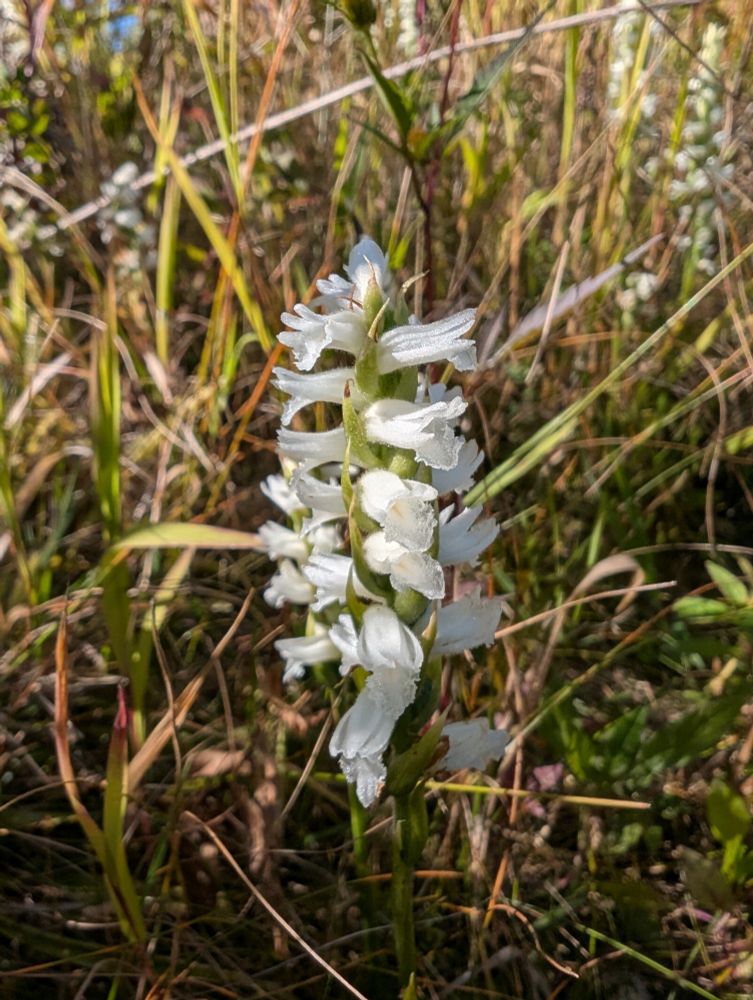 Small white spiraling flowers of an orchid