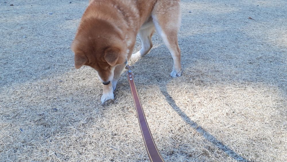 石ころコネ職犬のれいじろうさん