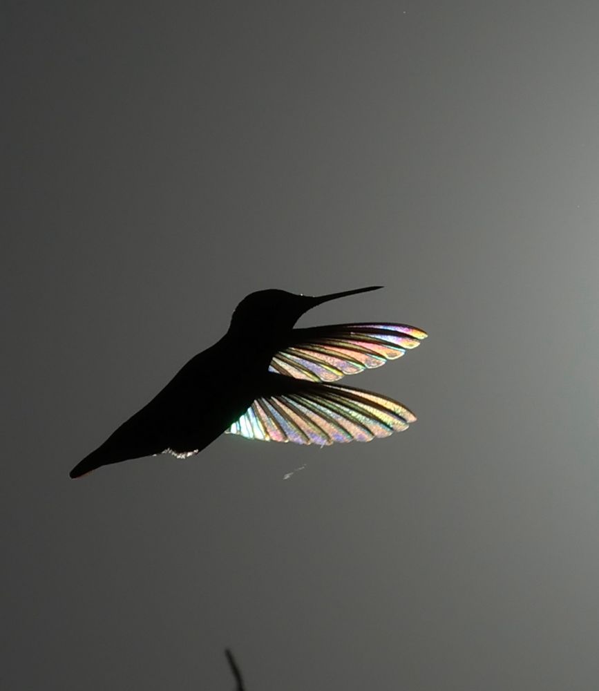 A hummingbird is hovering, the image catches both wings in front of the bird. The wings are lit up from the backlight. 
