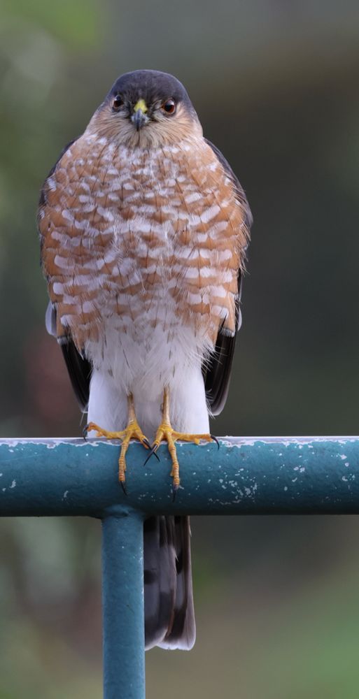 Small male sharp-shinned hawk perched on a green metal fence in our backyard in Southern California. It has a dark gray head with white and light brown mostly horizontal lines on its chest.