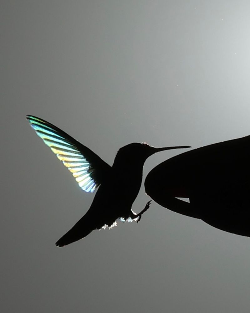 A backlit hummingbird approaches a feeder. Its wings are back and glowing a light blue from backlighting. 