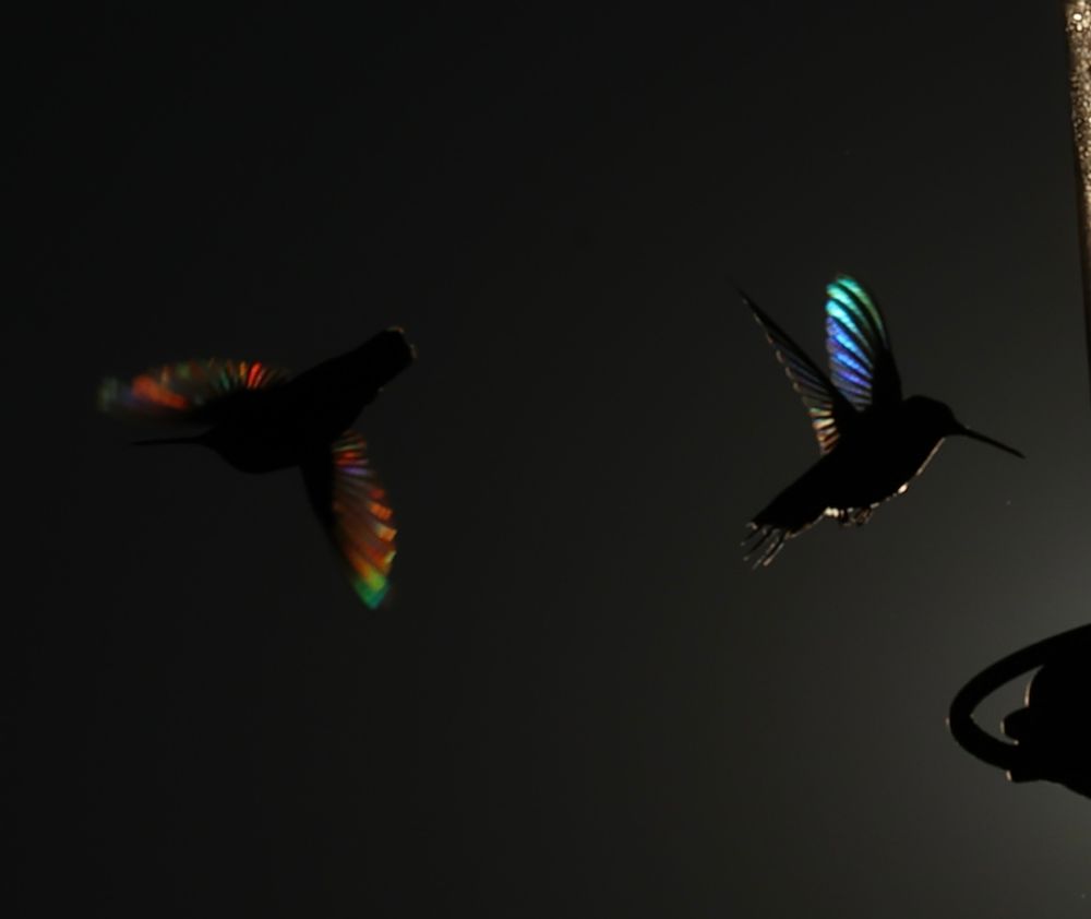 Very color iridescence from the backlit wings of two hummingbirds. Glowing colors of red, green, and blue. 