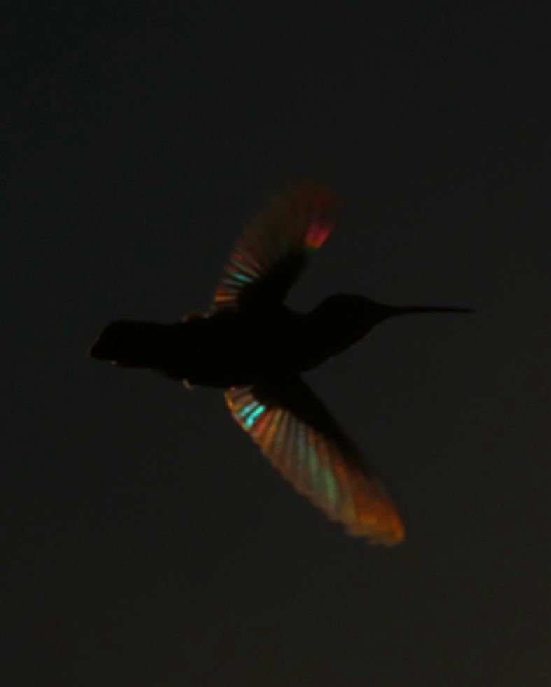 Very color iridescence from the backlit wings of a hummingbird. Glowing colors of red, green, and blue. The wings are slightly blurring from the motion. 