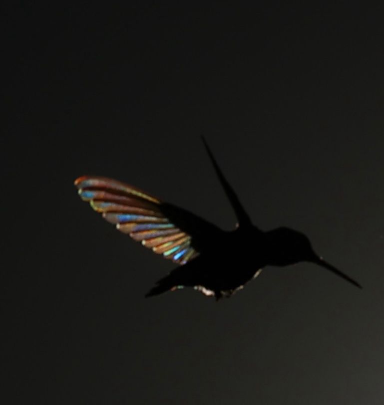 Very color iridescence from one backlit wing of a hummingbird. Glowing colors of red, orange, and blue. 
