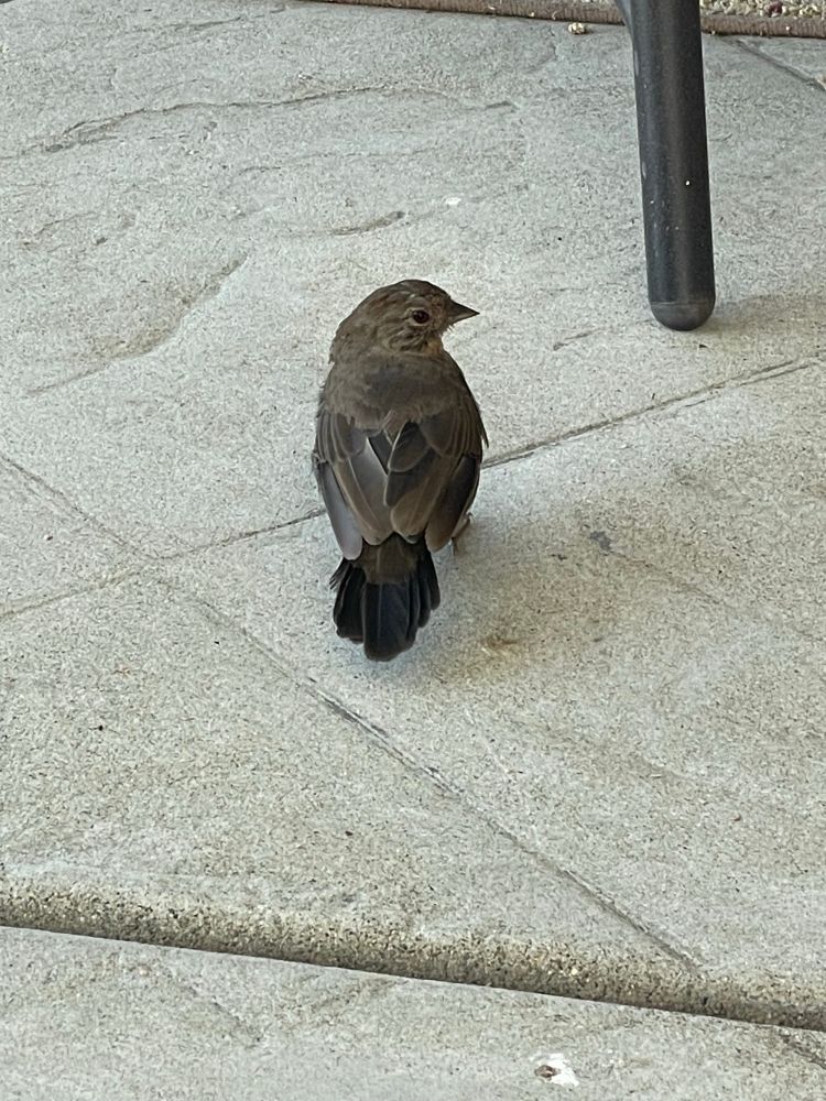A smallish brown bird has short dark brown tail feathers, it may be regrowing the tail feathers lost by fright molt due to a very close call with a predator. The bird is standing on a concrete patio with its back to us while looking to the right. 