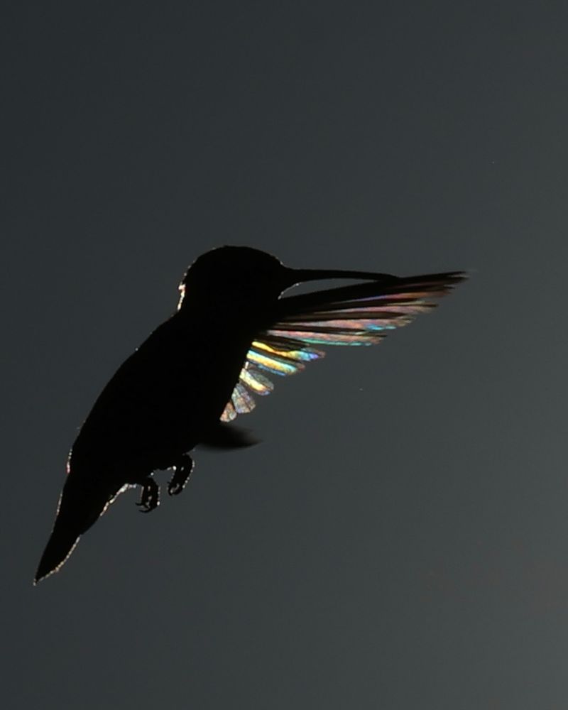 Many colors shining through a hummingbird’s wings as it hovers. 