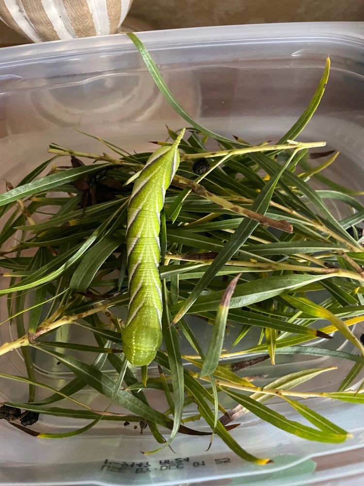 A big green caterpillar of a Sphinx moth is on top of a handful of slender leaves from a desert Willow tree. 