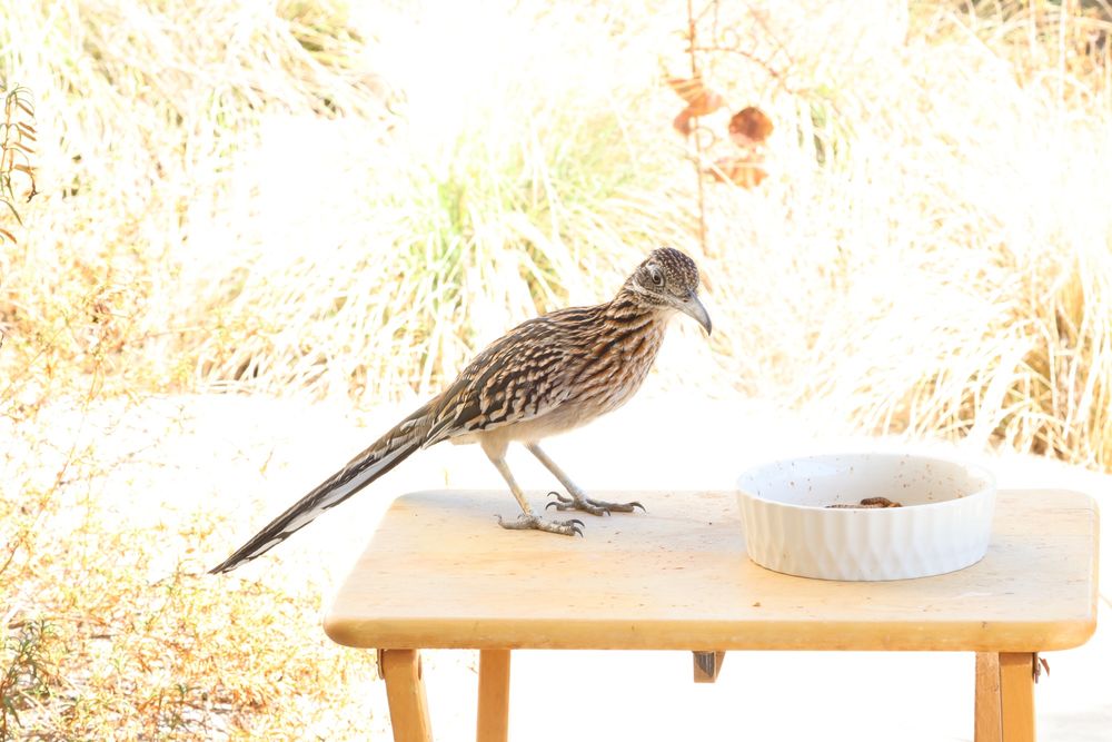 A roadrunner is standing on a wooden table looking to our right. It has blends of light brown and dark brown feathers. The bird is giving side eye to the white ceramic bowl in front of the bird. The sunny background is over exposed and looks mostly white. 