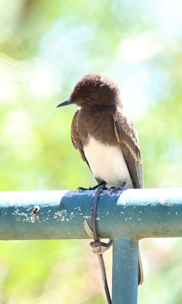 A young Black phoebe is perched on a fence. Its belly is white, its chest, head, and wings are black. 