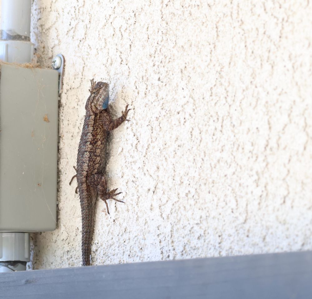 A lizard is clinging to the side of a house on a warm December morning in Southern California. 