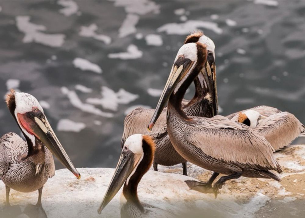 Birdwatching in San Diego