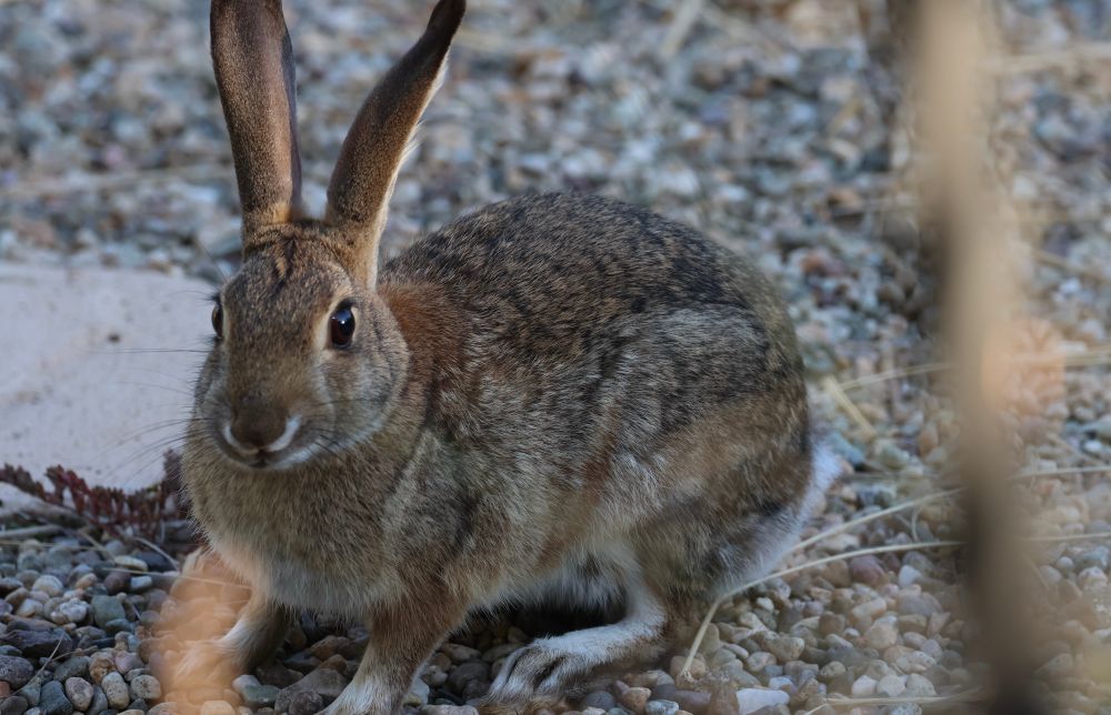 An adult Cottontail rabbit is crouching on small gravel in a backyard. It is looking towards the camera. 